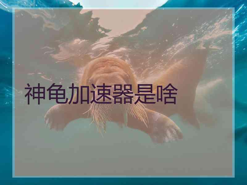 神龟加速器是啥