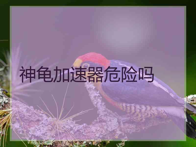 神龟加速器危险吗