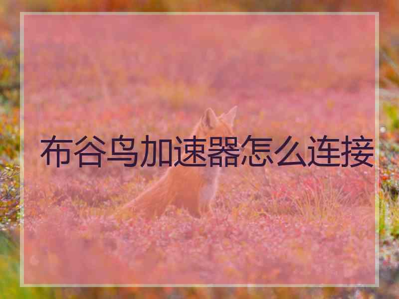 布谷鸟加速器怎么连接